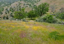 wildflowers in bloom